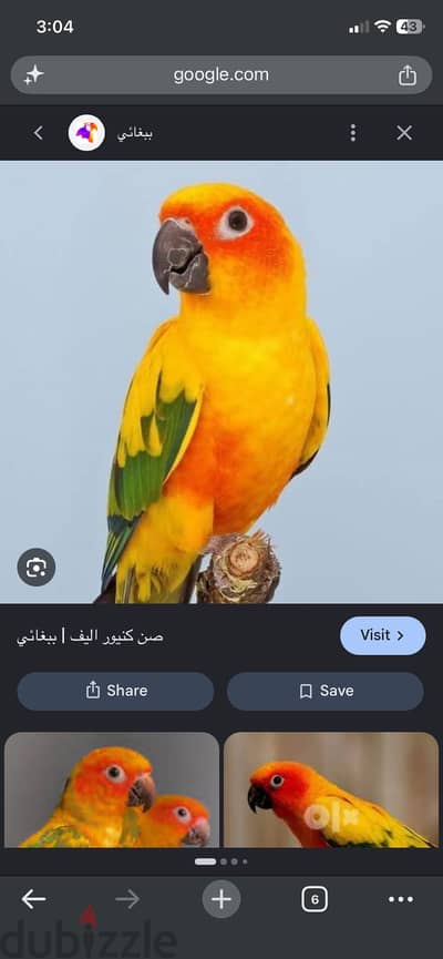مطلوب صن كونيور