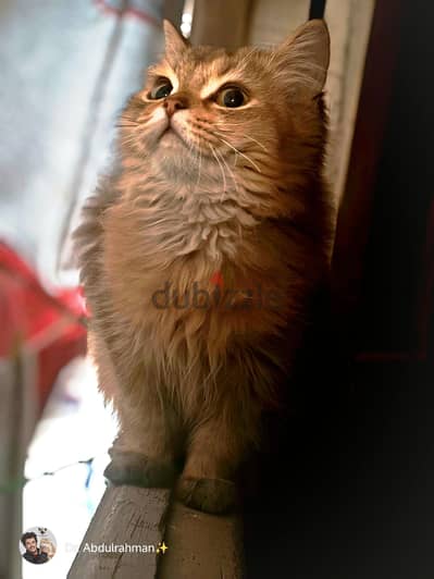 British long-haired golden