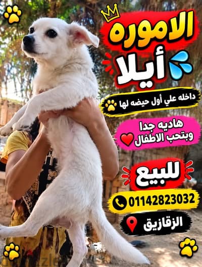 دكر جريفون ونتايه