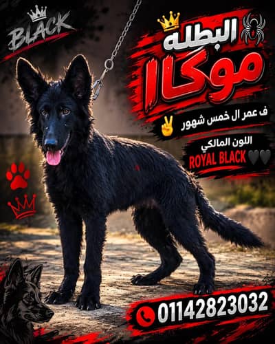نتايه رويال