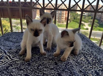 Rare breed of seal point siamese kittens Mekong bobtail breed.
