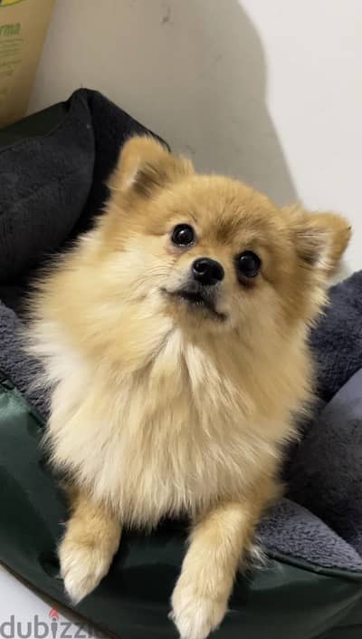 Pure Belarus Female Pomeranian - she might be pregnant