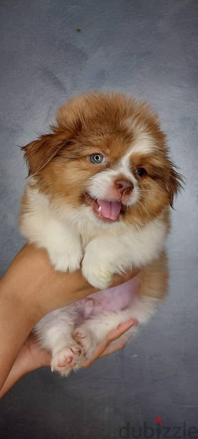 puppies havanes