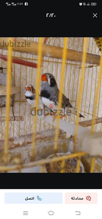 ٢٥ جوز زيبرا فينش على ١٧٥ جنيه للجوز والأغلبية الوان فاتحه