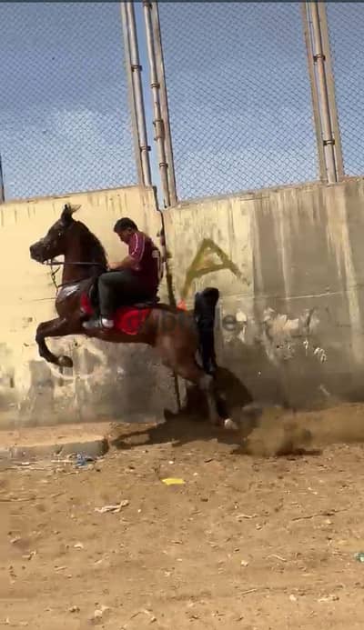 حصان  عربى اصيل تكبيش و طيران و رقص