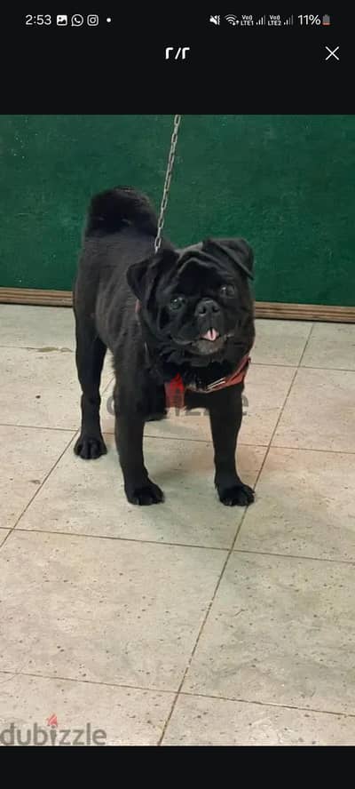 بلاك بج  pug