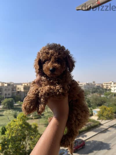 Toy Poodle For Sale 