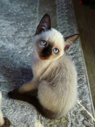 Seal point Traditional siamese سيامي سيامى