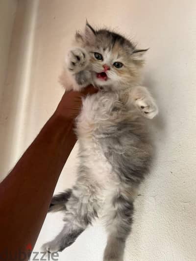 اجمل بنوته ٤٥ يوم