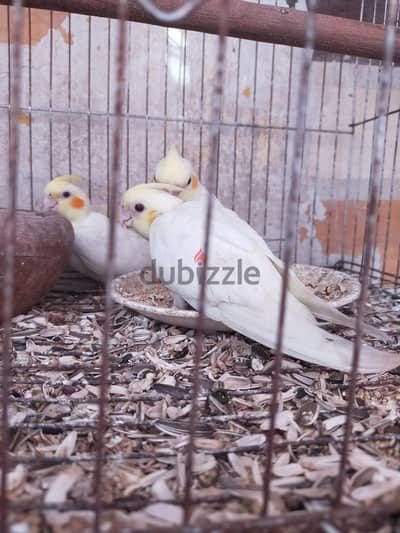 بيع ثلاثة زغاليل لاتيني عين حمراء
