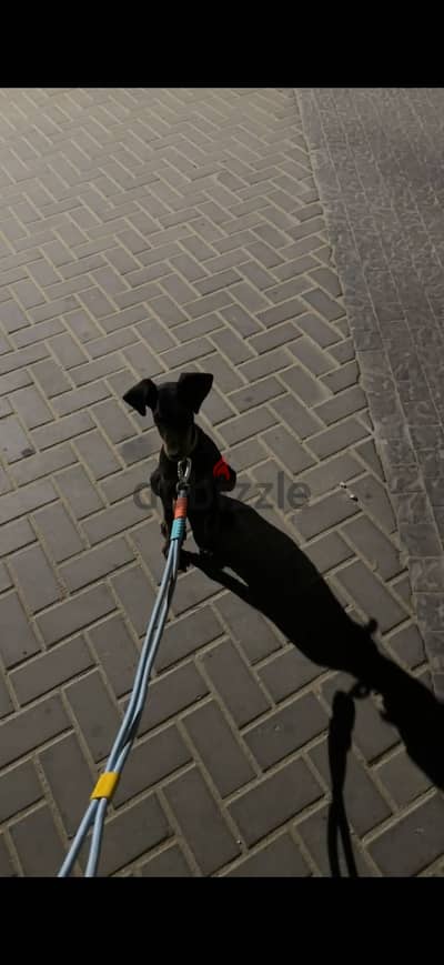 Doberman Puppy