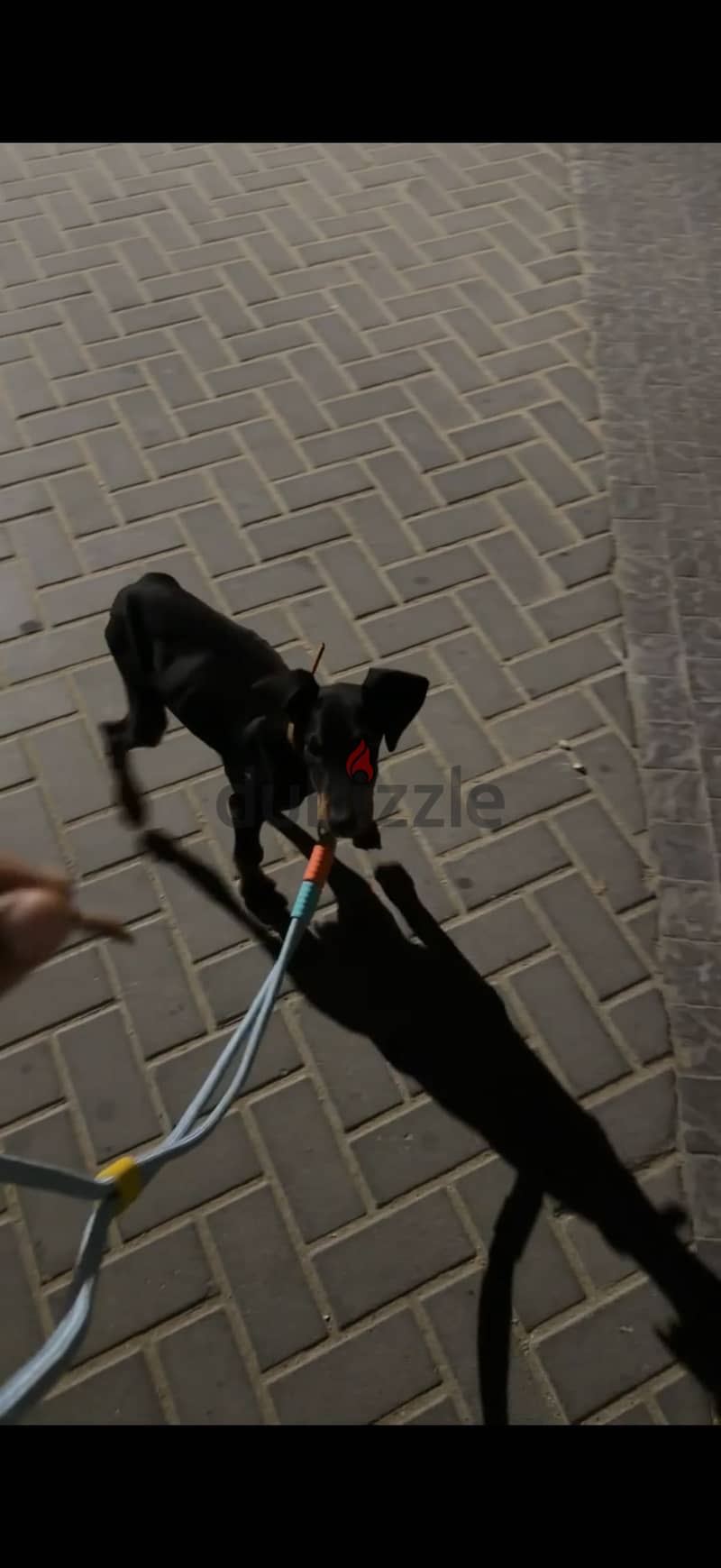 Doberman Puppy 1