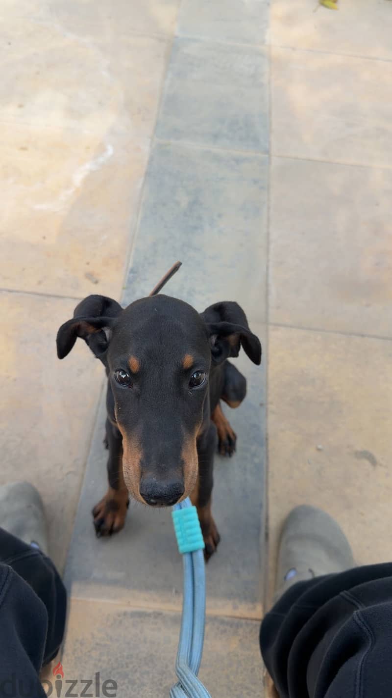 Doberman Puppy 2