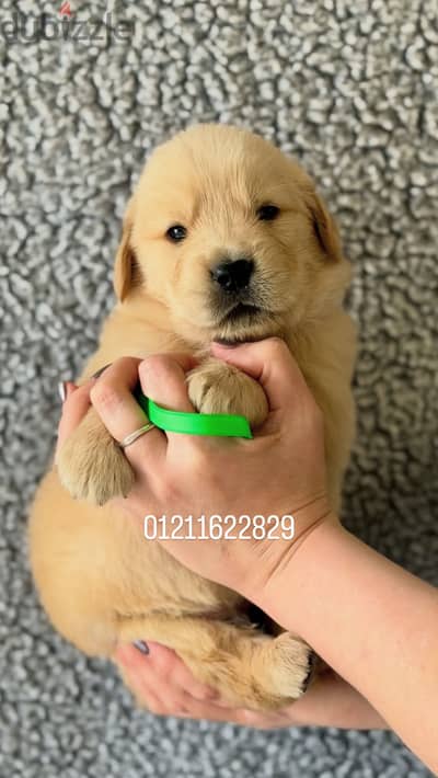 Golden retriever puppies جراوي جولدن