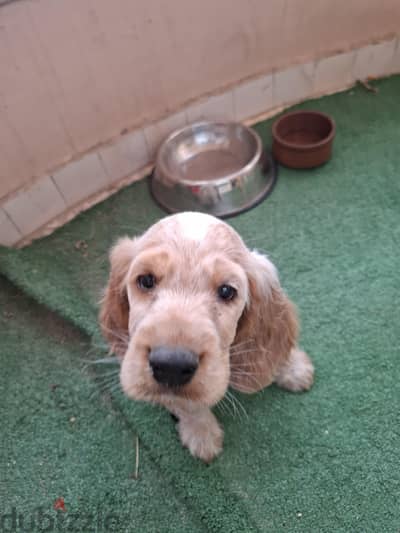 Cocker Spaniel Male