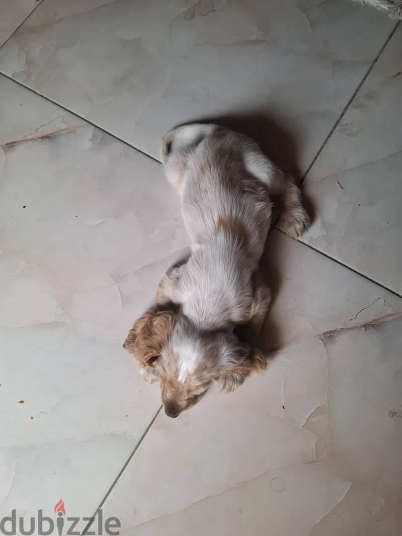 Cocker Spaniel Male 1