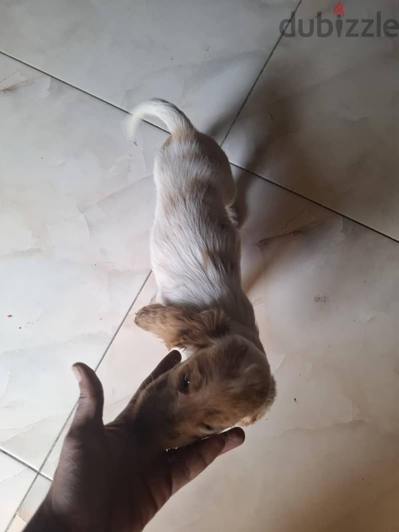 Cocker Spaniel Male 2