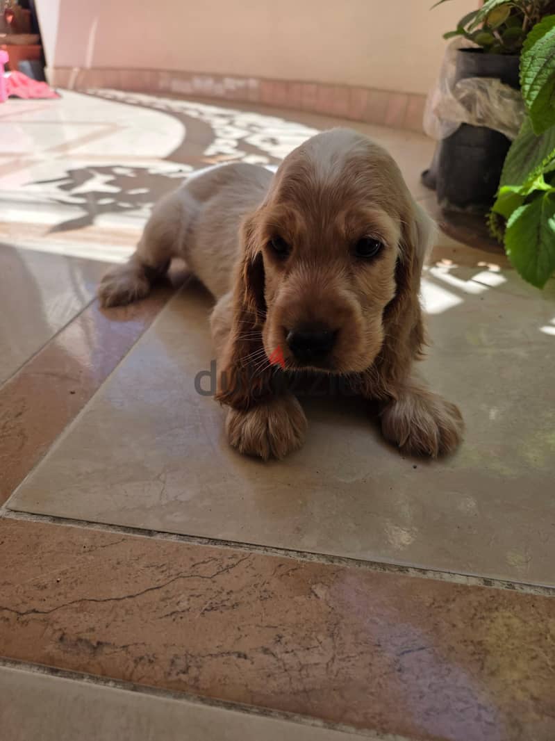 Cocker Spaniel Male 3