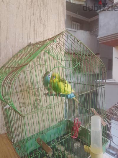 جوز بادجى