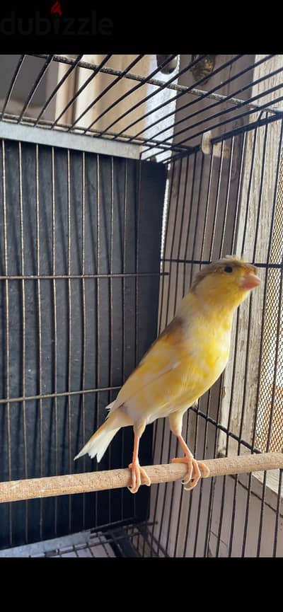 جوزين كناري فوق ٦ شهور