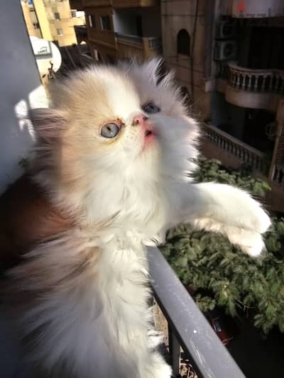 persian male cat