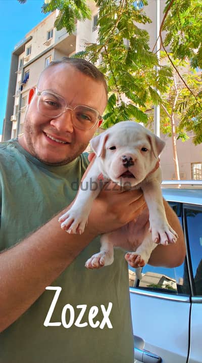 American bully