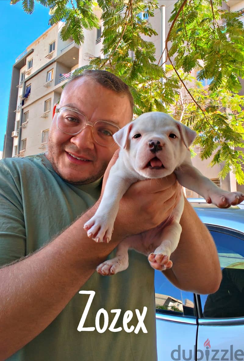 American bully 1