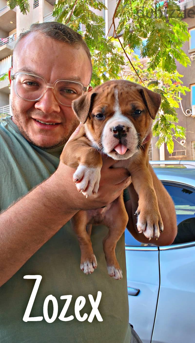 American bully 2