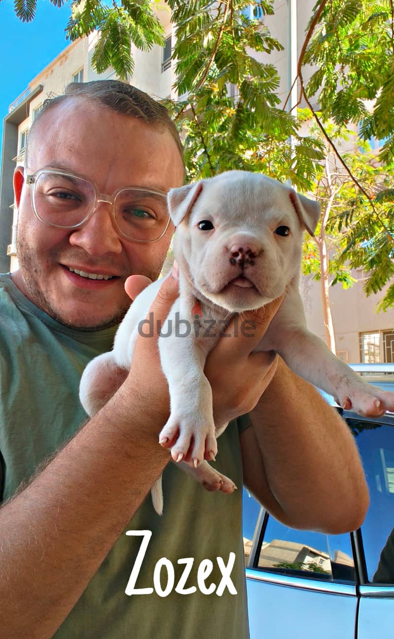 American bully 3