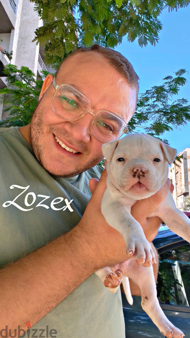 American bully 4