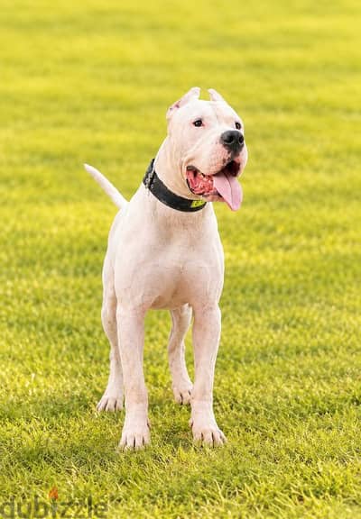 dogo Argentino جراوي دوجو أرجنتينو