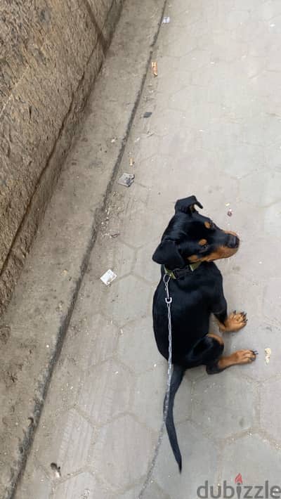 جروايه روت مستوي ممتاز