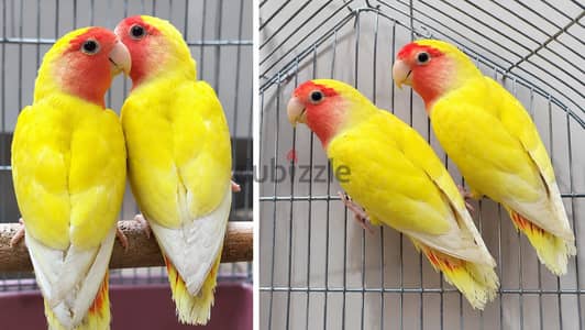 عصافير روز لاتيني