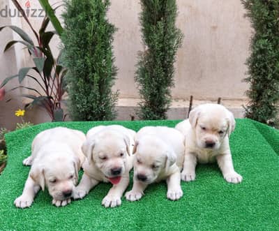 white labrador Female(Imported father from Russia)