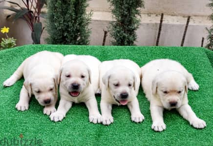 white labrador Female(Imported father from Russia)