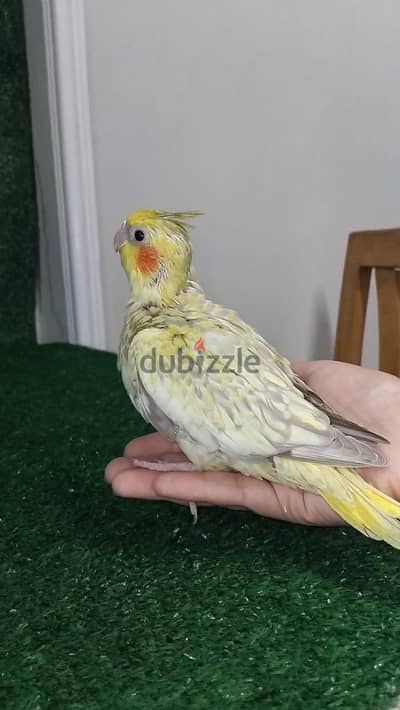 كوكتيل للتأكيل اليدوى