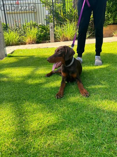 6 Months Old female brown Doberman (Pure Breed)