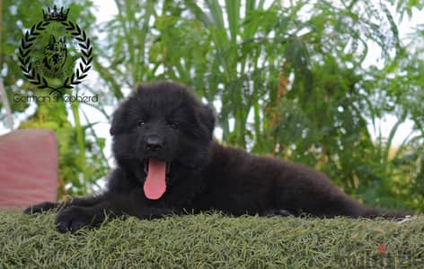 جراوي رويال بلاك للبيع ROYAL BLACK for sale
