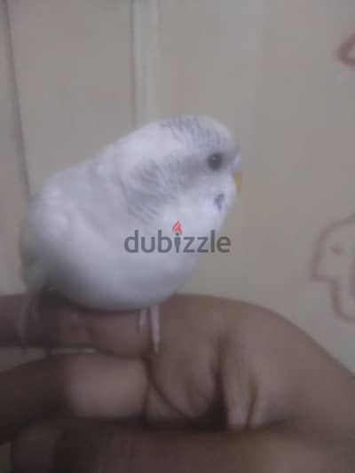 ذكر بادجي  صغير