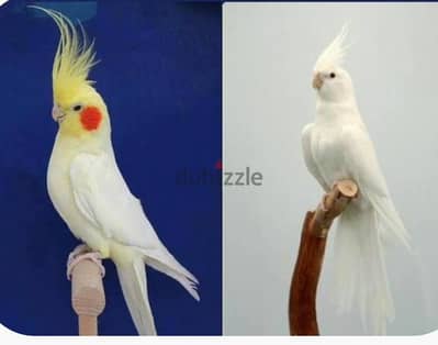 مطلوب زوج كوكتيل البينو او لاتينو