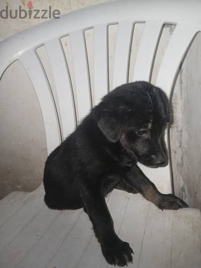 نتاية بلاك كوت ٢٨ يوم  للبيع بسعر لؤطة متطعمة حشرات وديدان