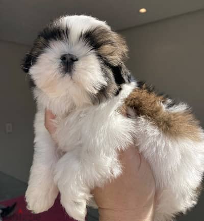 Shitzu puppy
