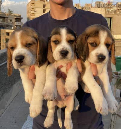 Beagle puppies بيجل