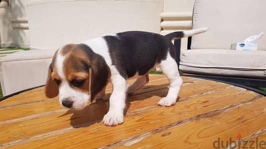 Beagle بيجل