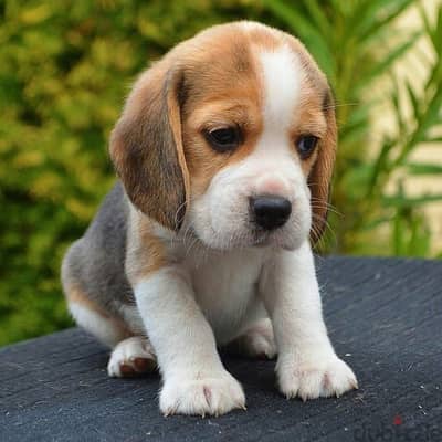 Beagle puppy بيجل