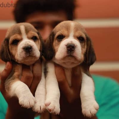 Beagle top quality افضل مستوي جراوي بيجل