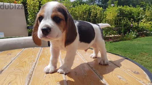 Beagle بيجل