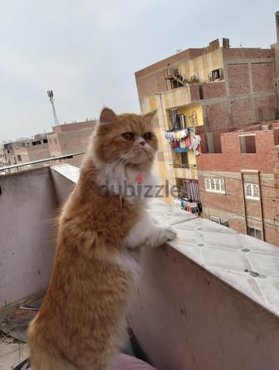 بنوته هاف بيكي سنه ونص انتجت مرة