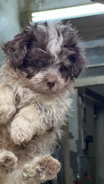 Havanese puppy  blue eyes