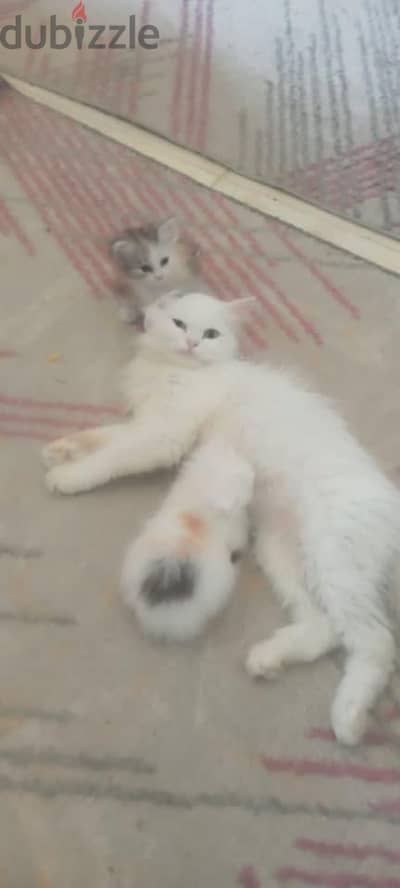 فون فقط التبني 01229405830الحضرة ترام